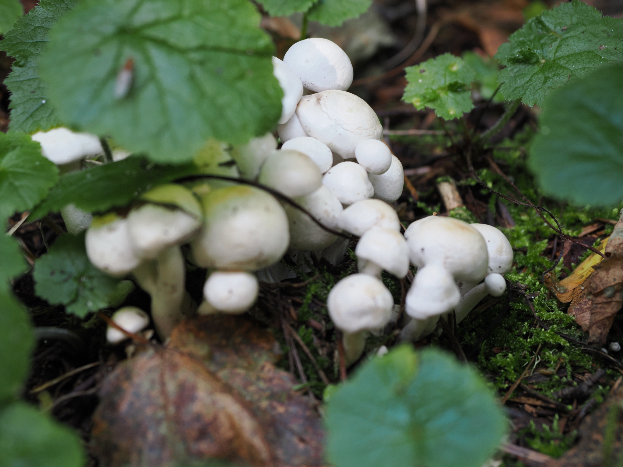 Leucocybe connata