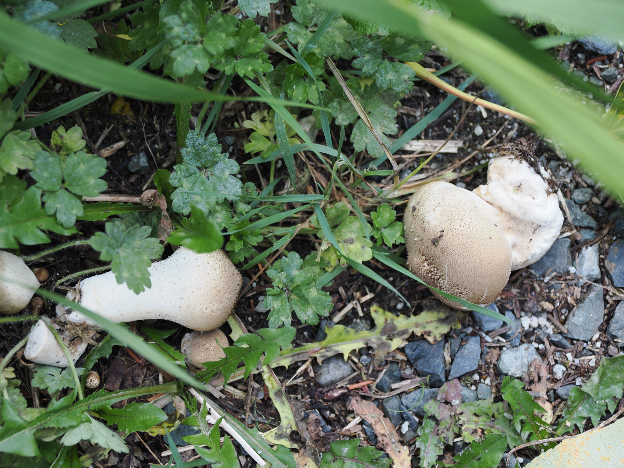 Lycoperdon pratense