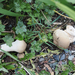 Meadow Puffball