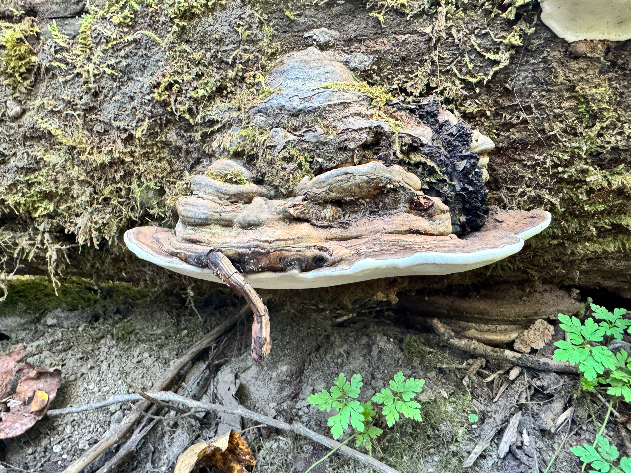 Ganoderma applanatum