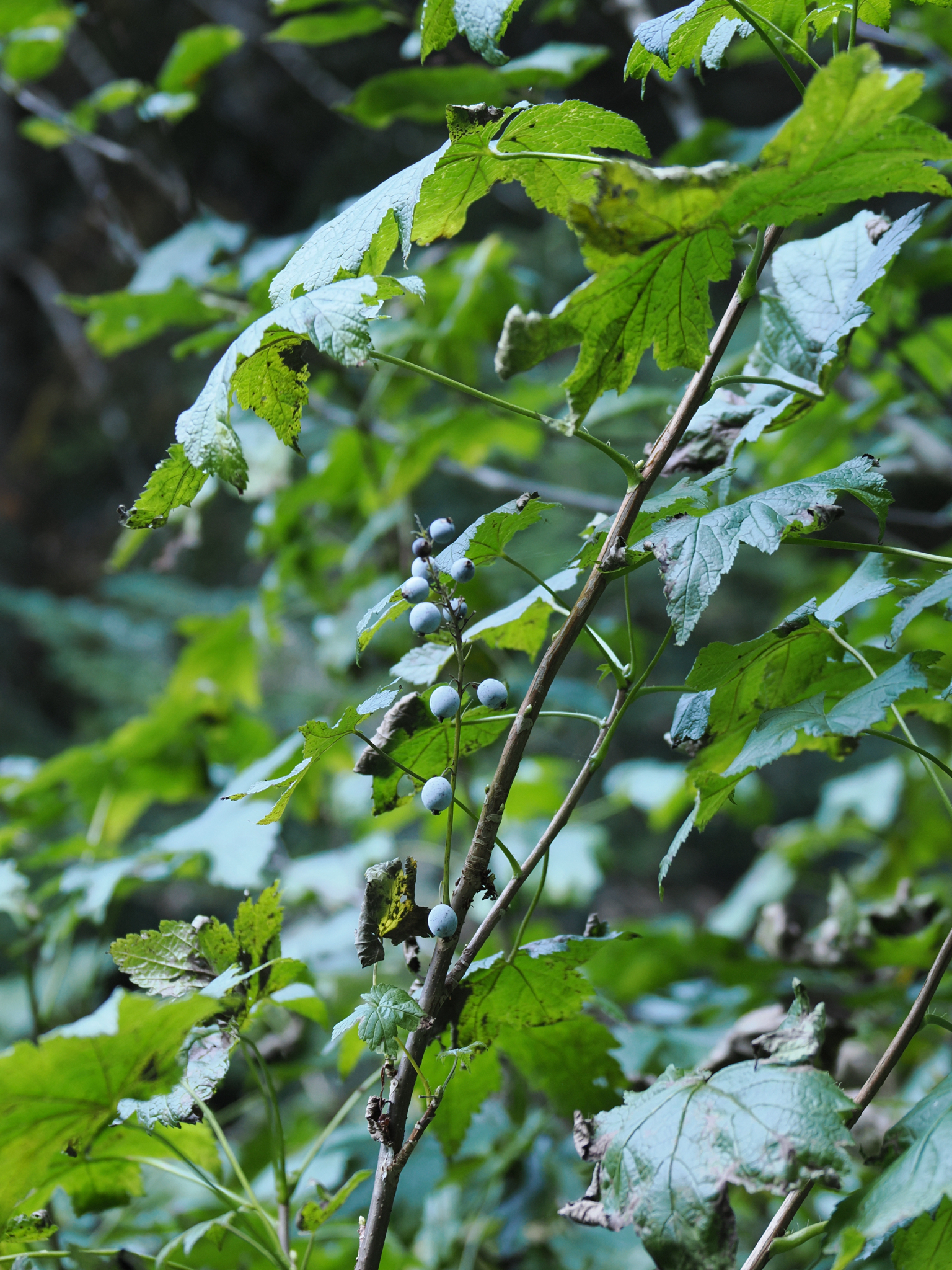 Ribes bracteosum