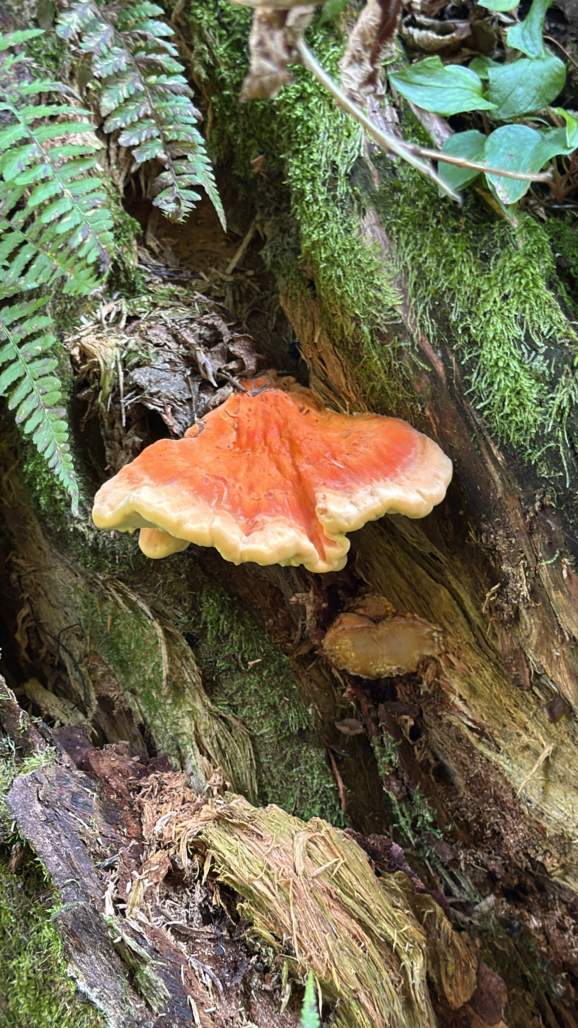 Laetiporus conifericola