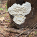 shelf fungi