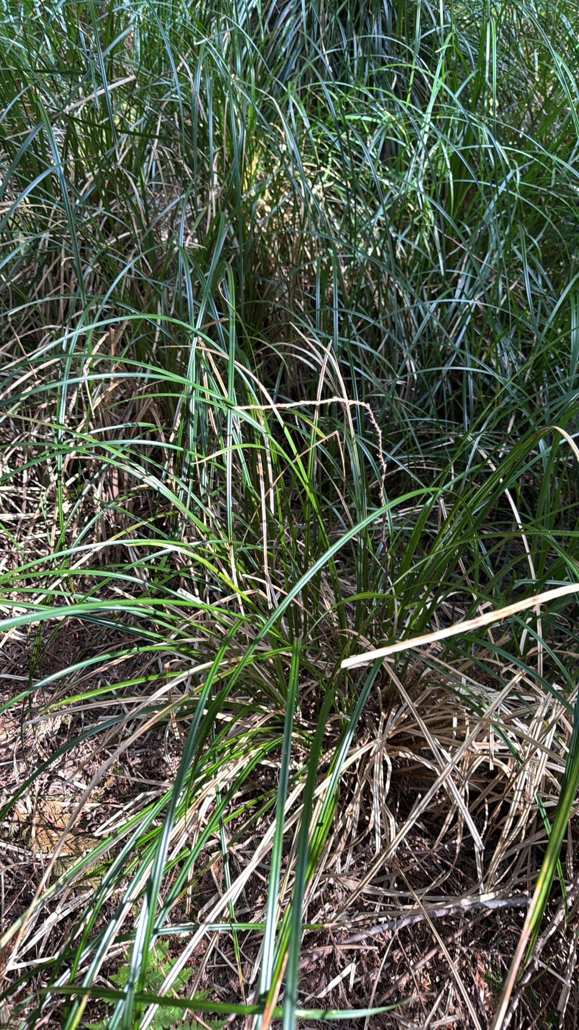 Carex obnupta