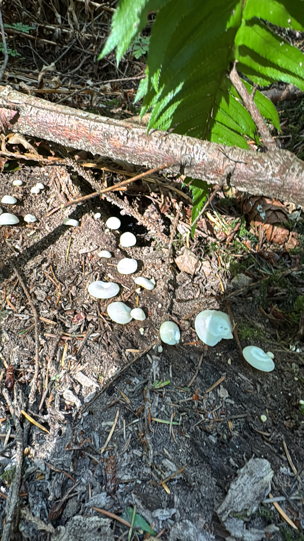 Pleurocybella porrigens