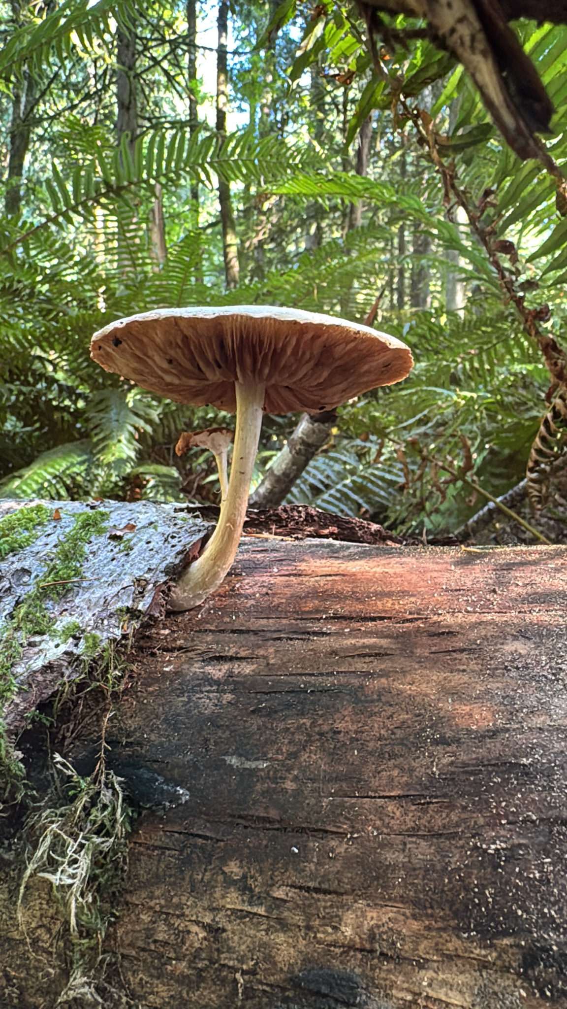 Collybiopsis peronata