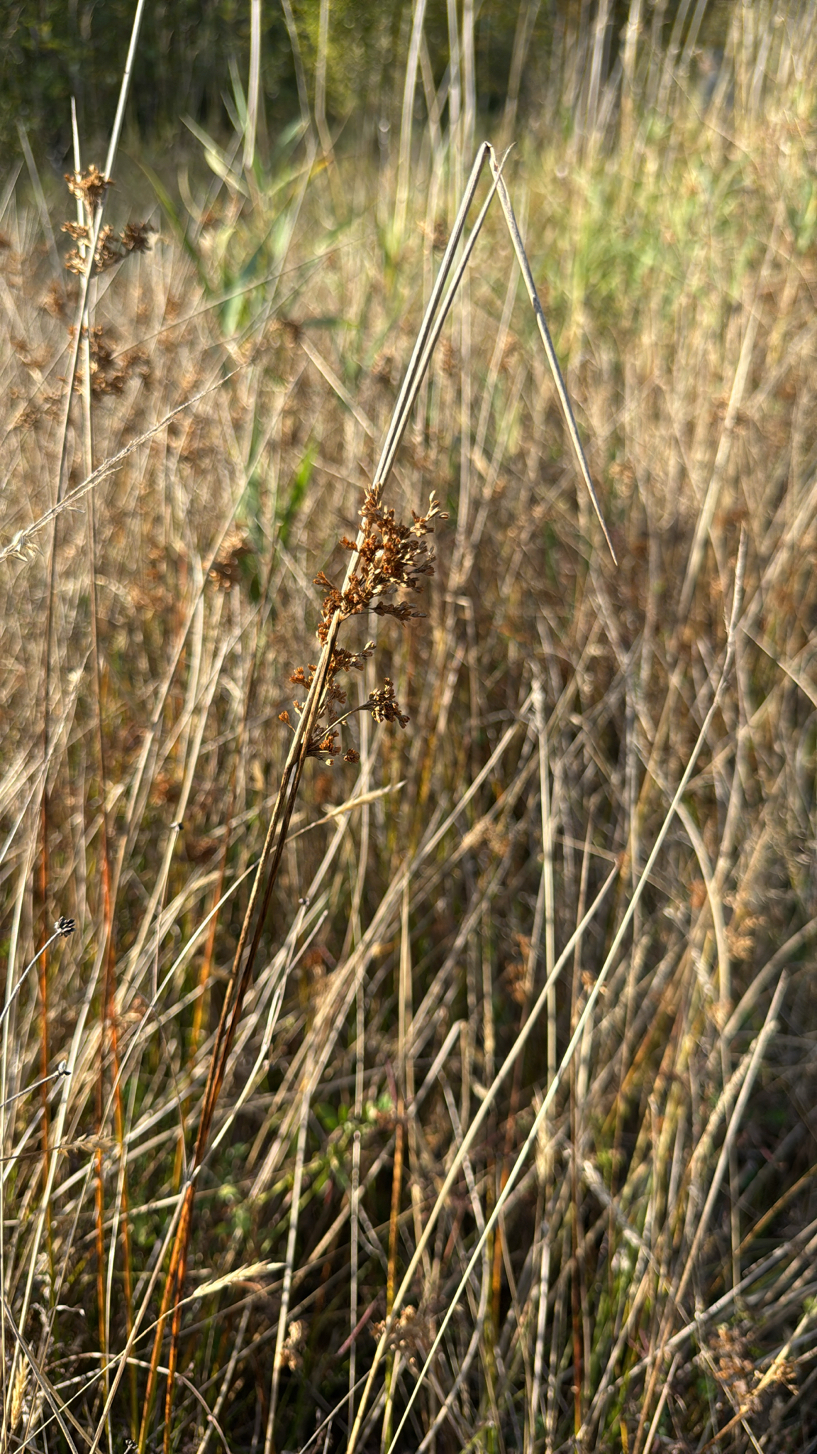 Juncus effusus