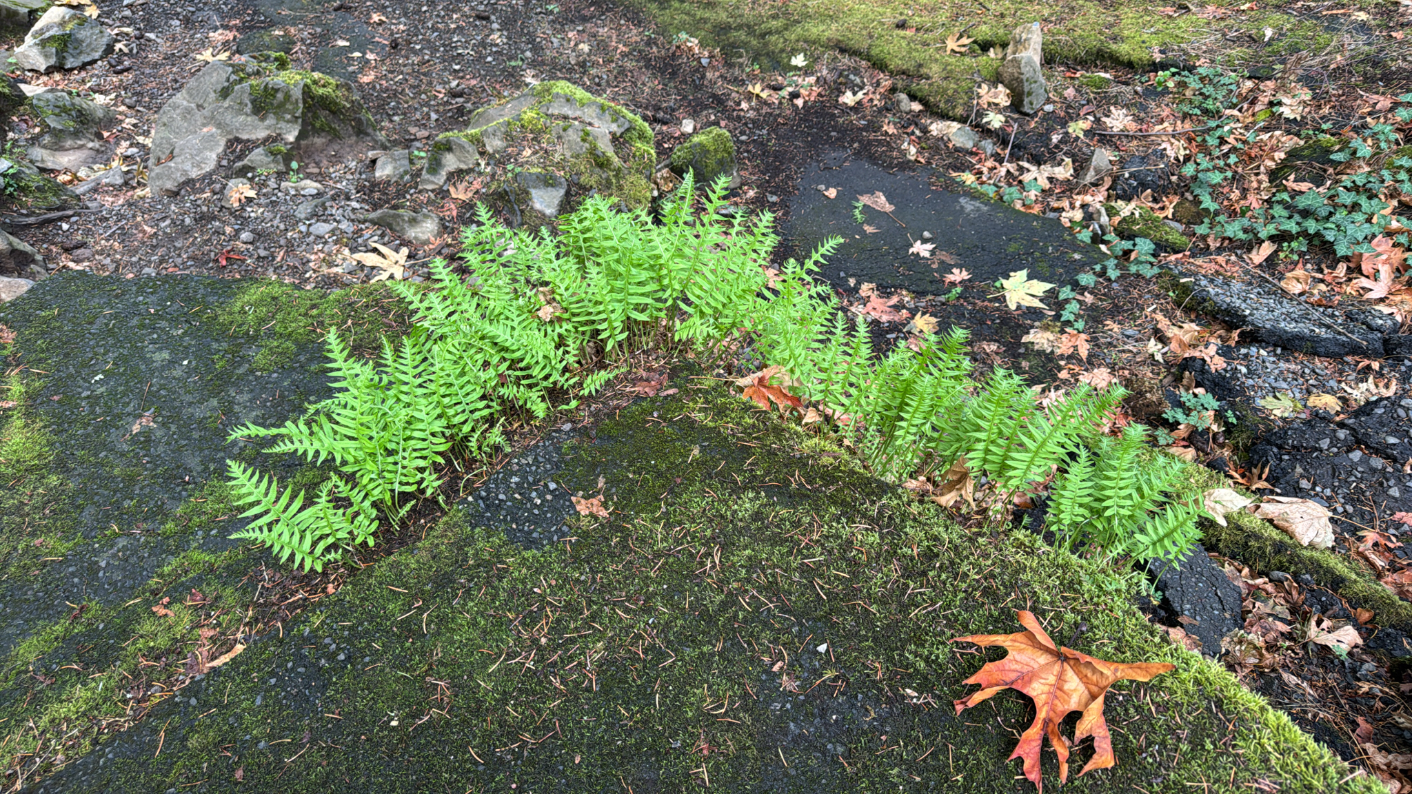 Polypodium glycyrrhiza