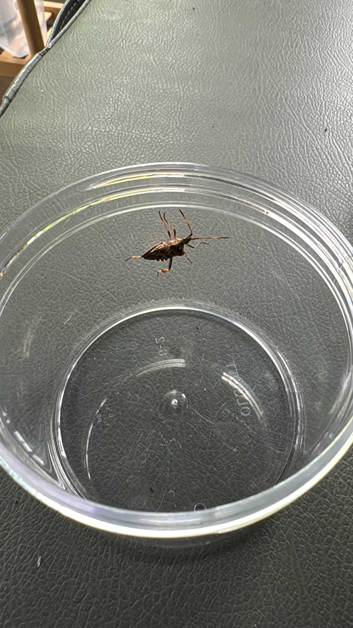 Leptoglossus occidentalis