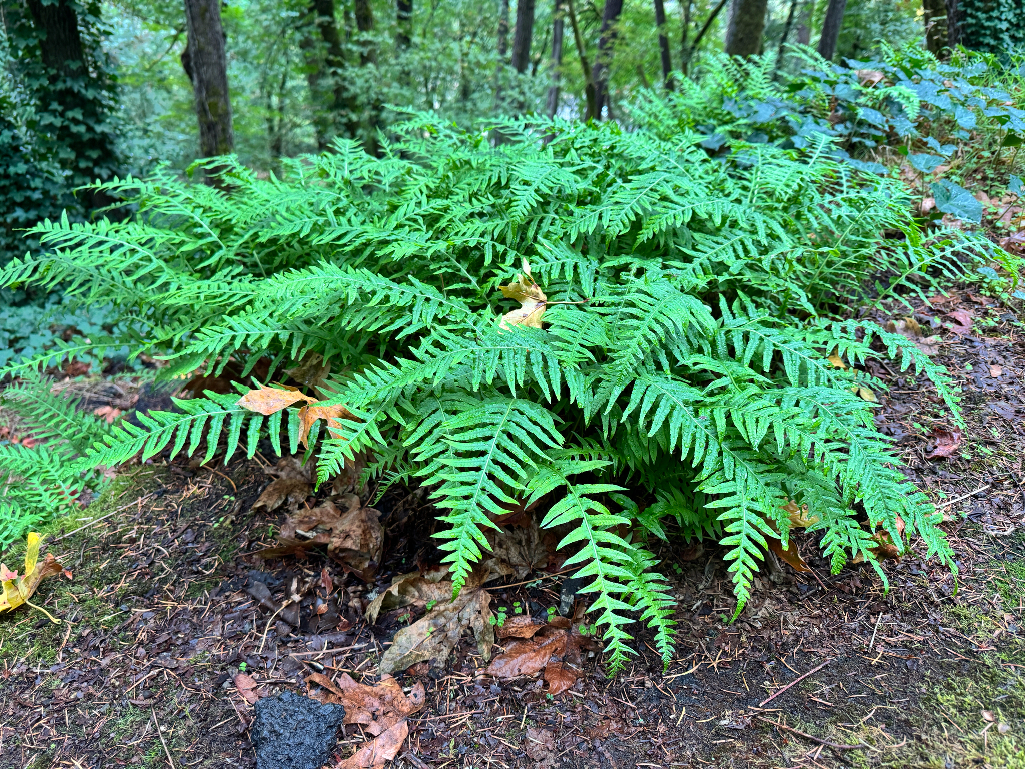 Polypodium glycyrrhiza