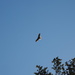 Red-tailed Hawk
