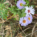 American asters