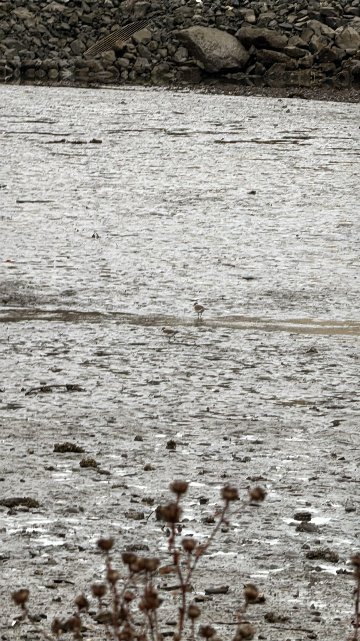 Charadrius vociferus