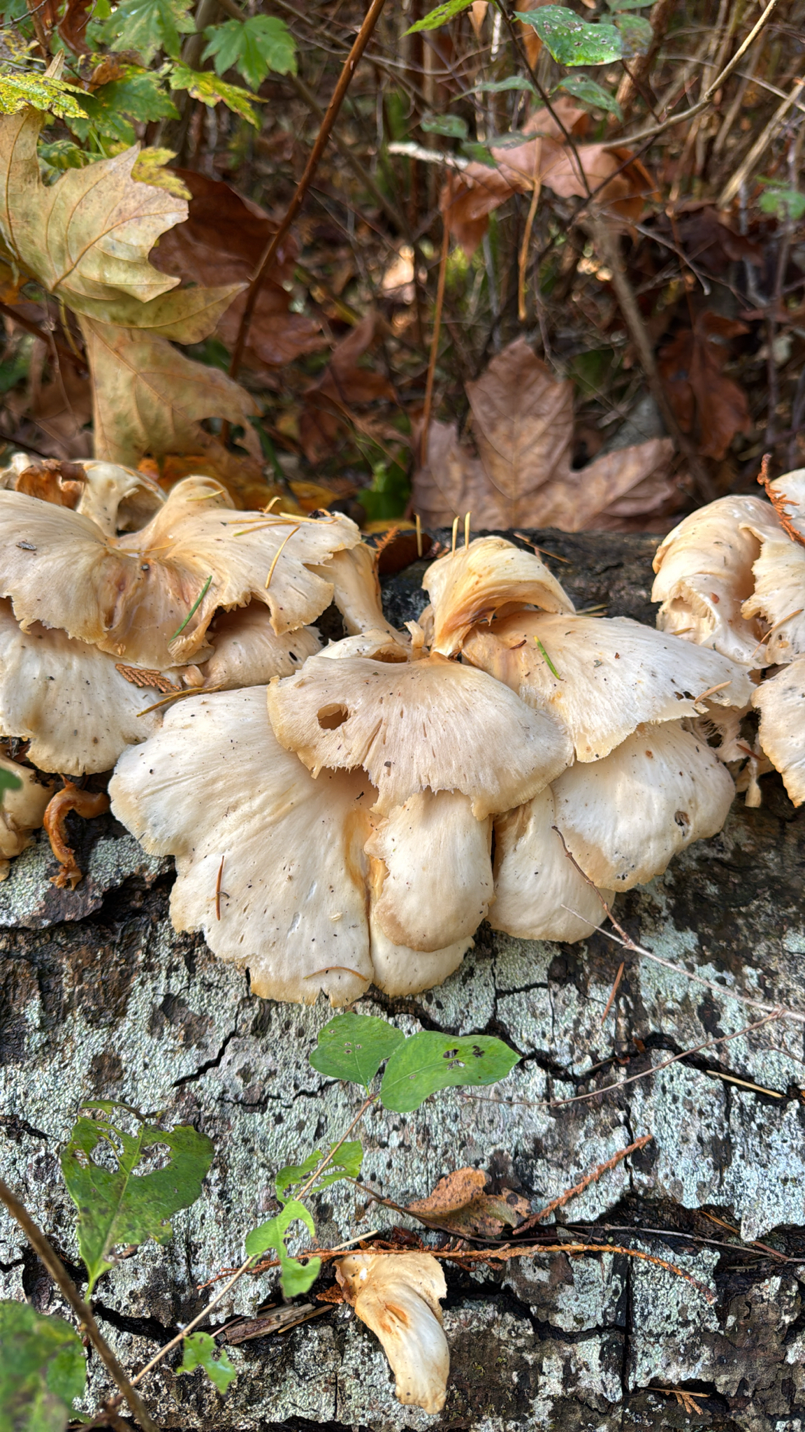 Pleurotus pulmonarius