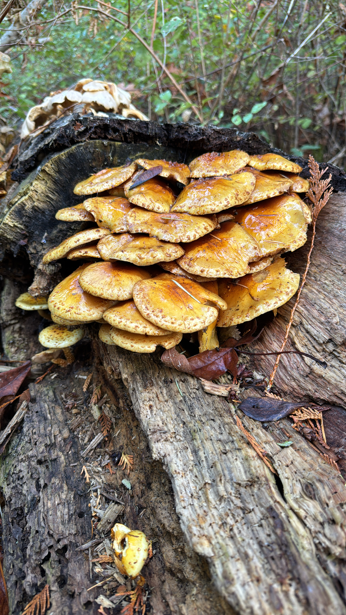 Pholiota