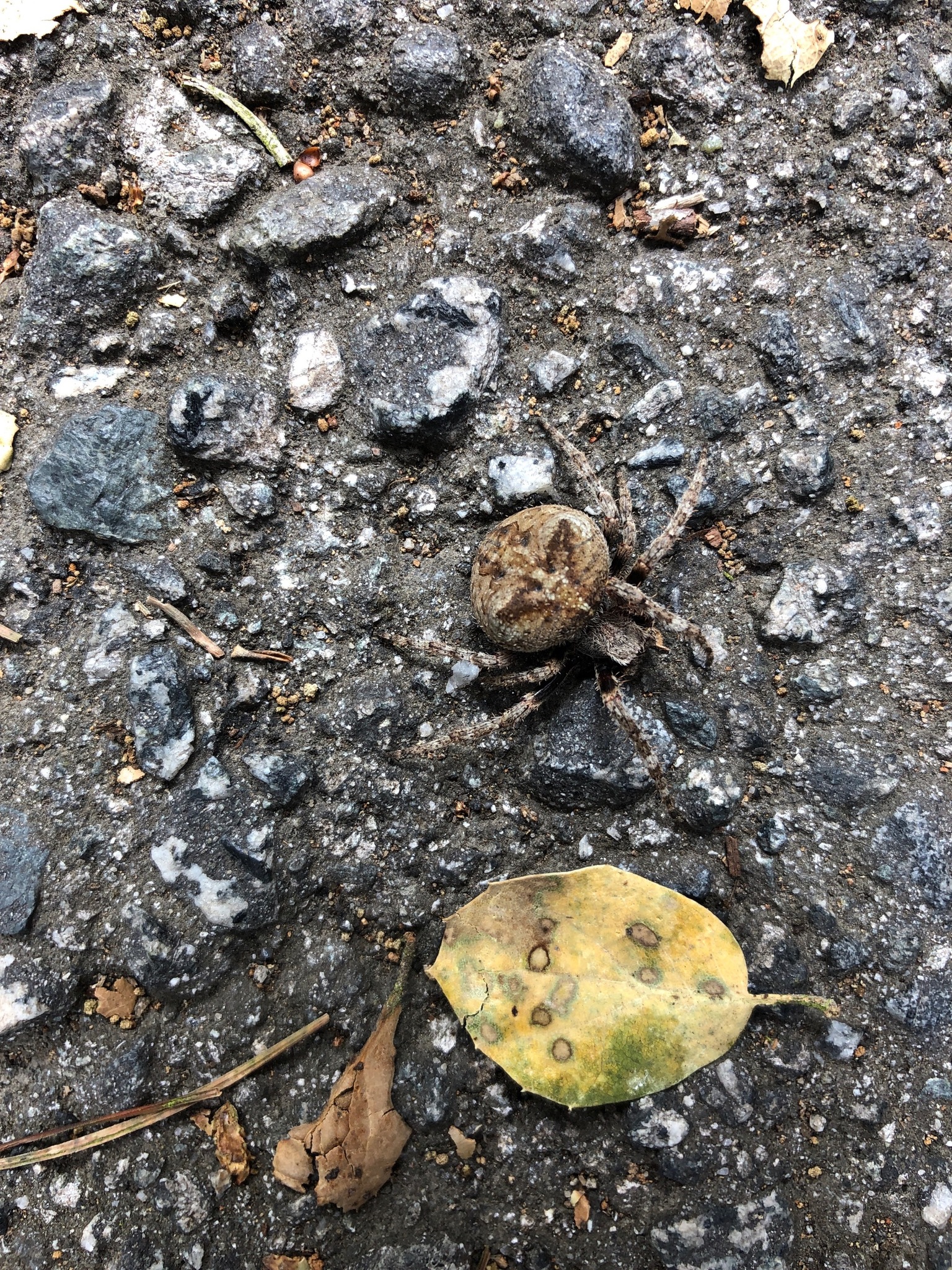 Araneus andrewsi