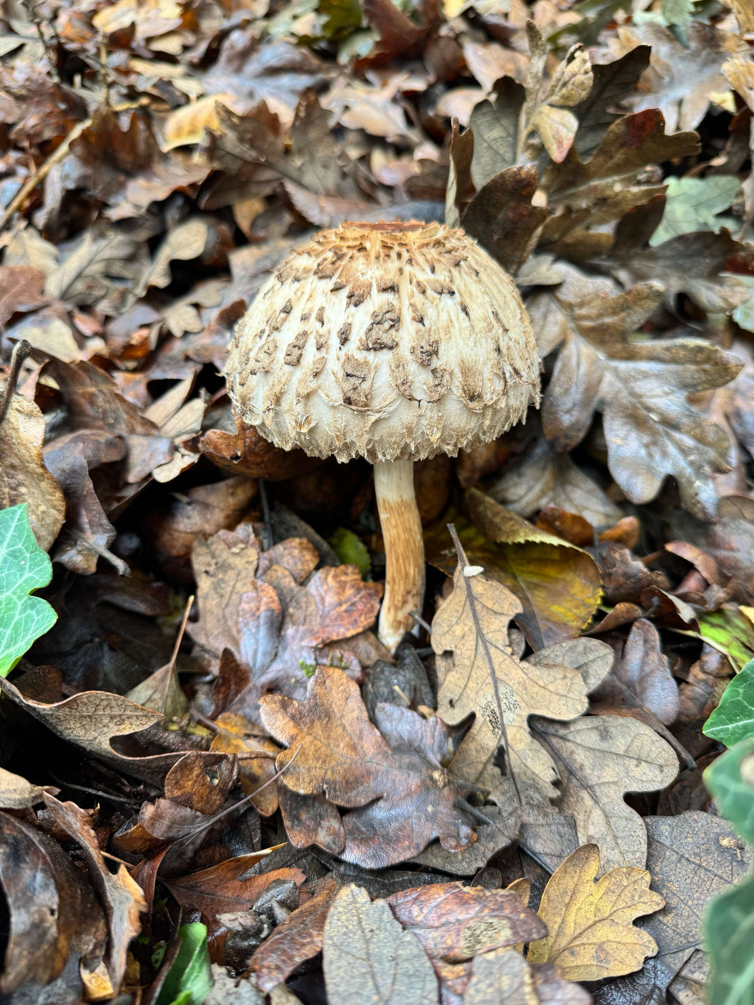 Chlorophyllum olivieri