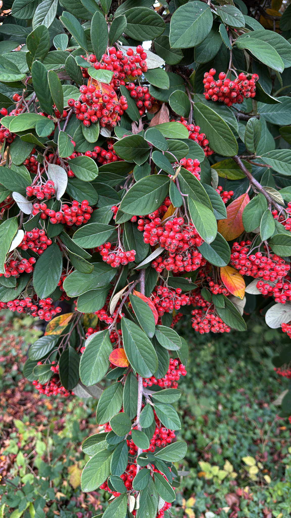 Cotoneaster coriaceus