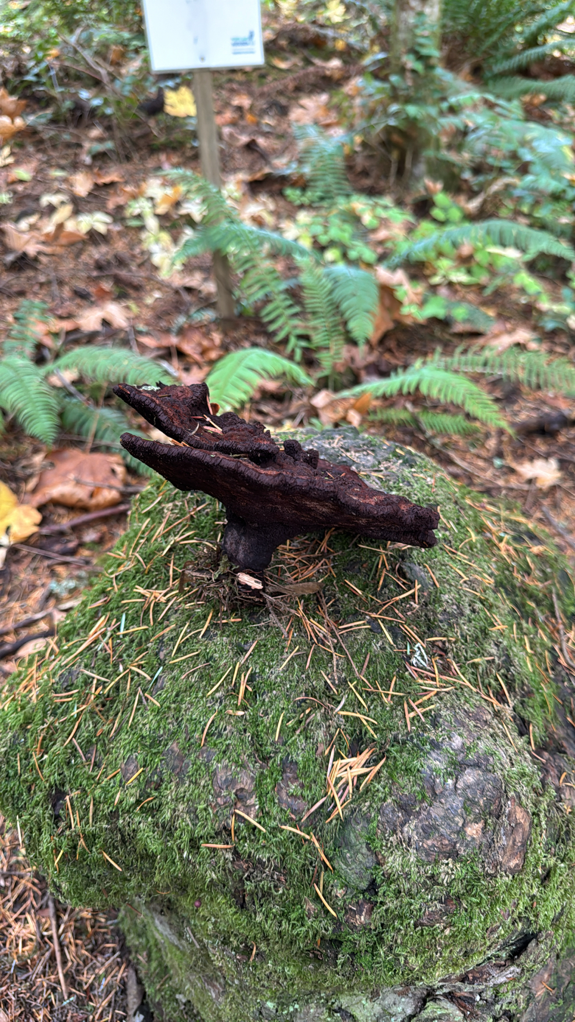 Phaeolus schweinitzii