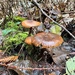 Armillaria nabsnona
