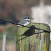 Belted Kingfisher