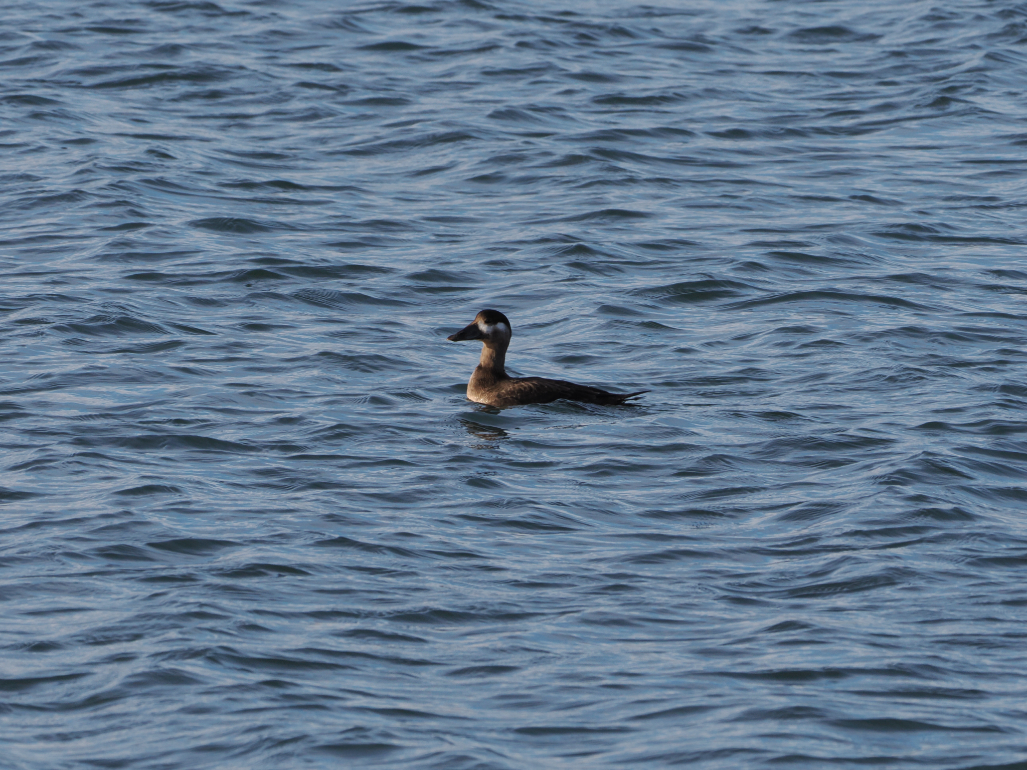 Melanitta perspicillata