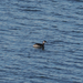 Horned Grebe