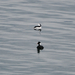 Bufflehead