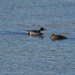 Northern Pintail