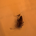 House Centipede