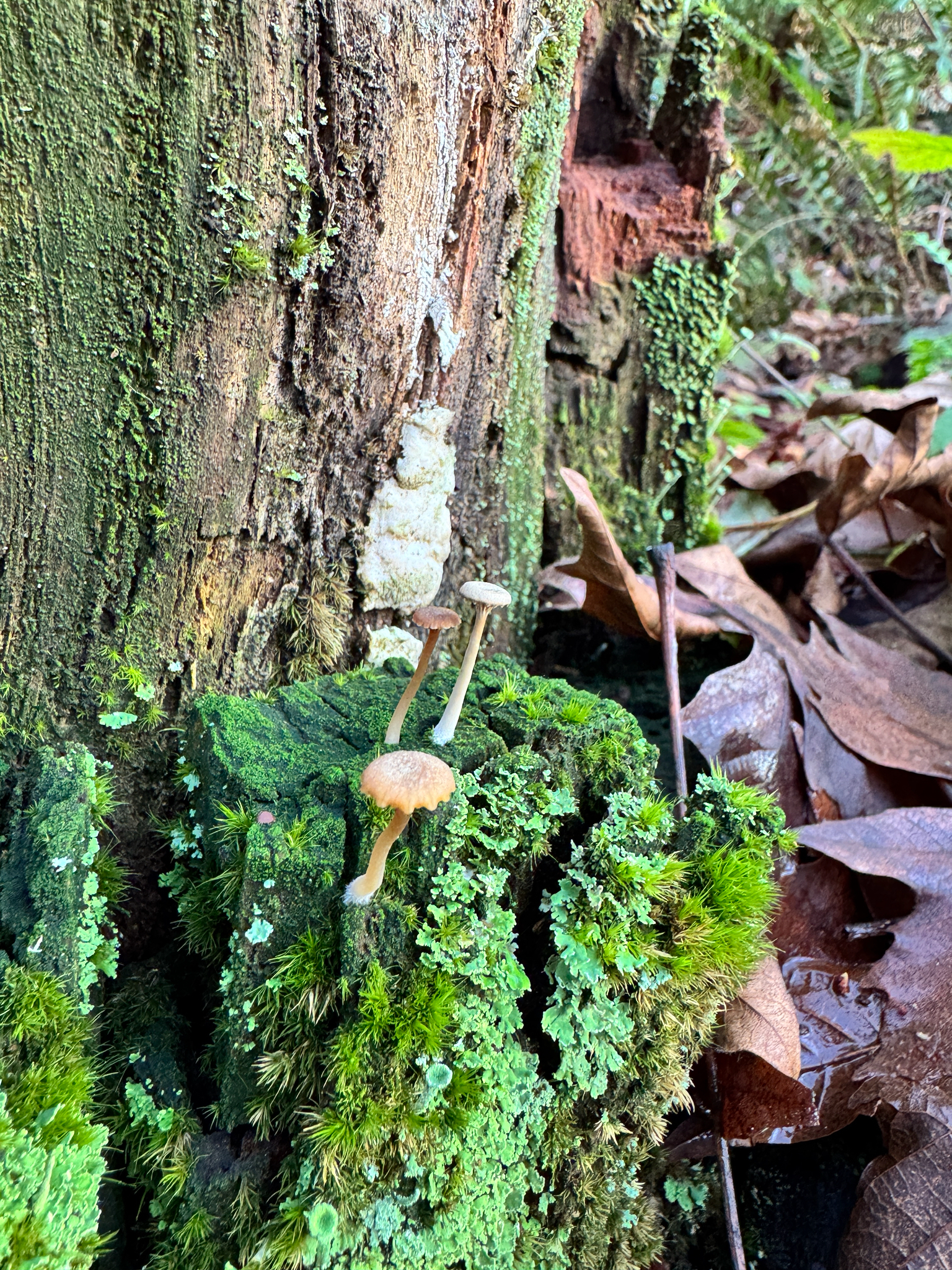 Lichenomphalia ericetorum