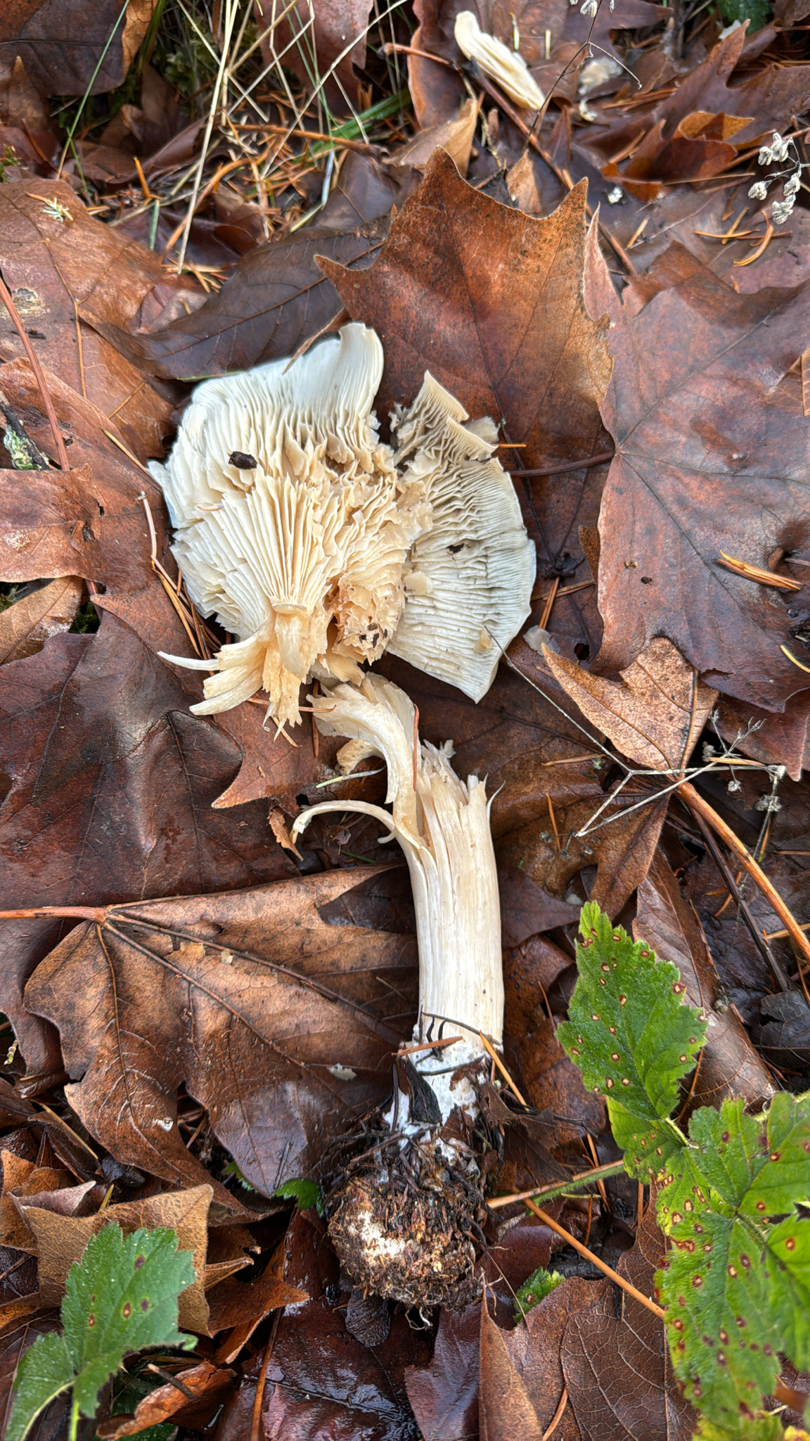 Clitocybe nebularis