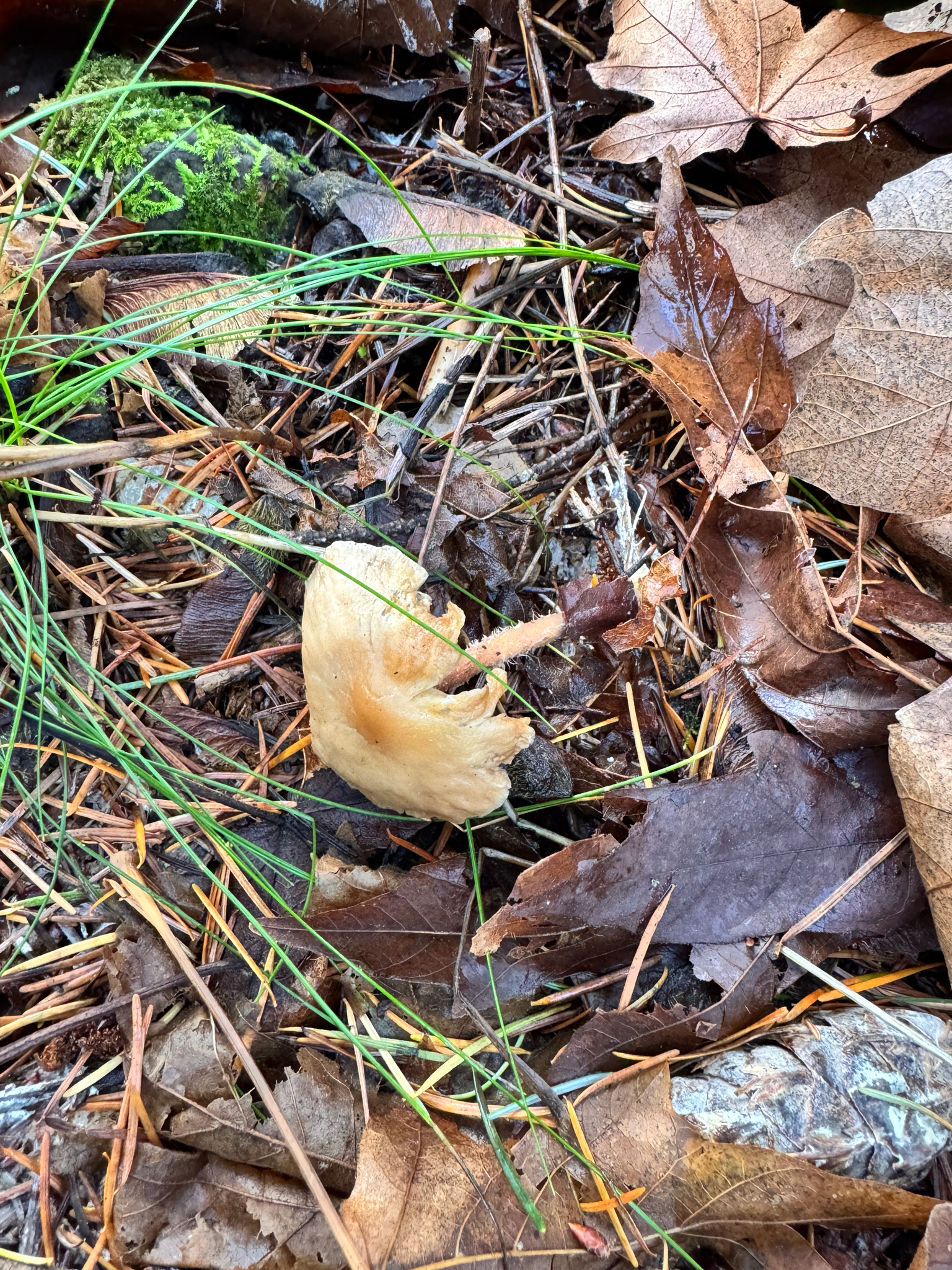 Collybiopsis peronata