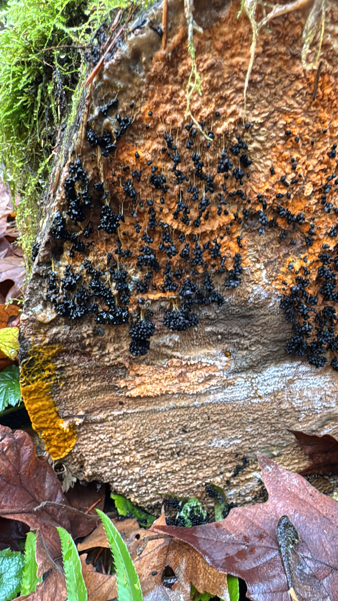 Badhamia utricularis