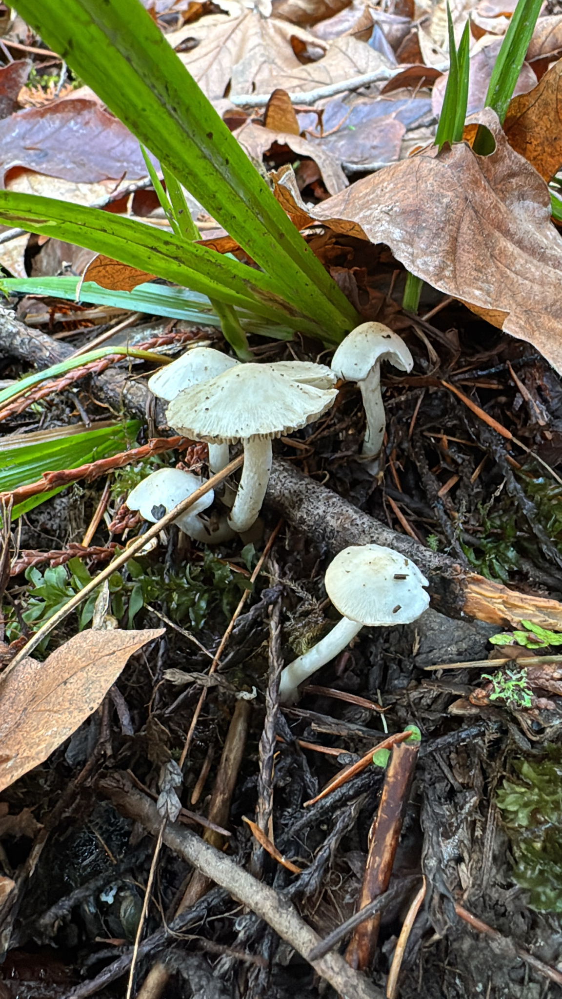Inocybe geophylla