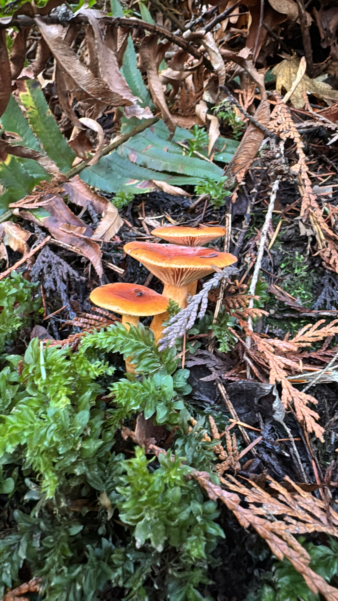 Hygrophoropsis aurantiaca