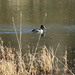 Ring-necked Duck