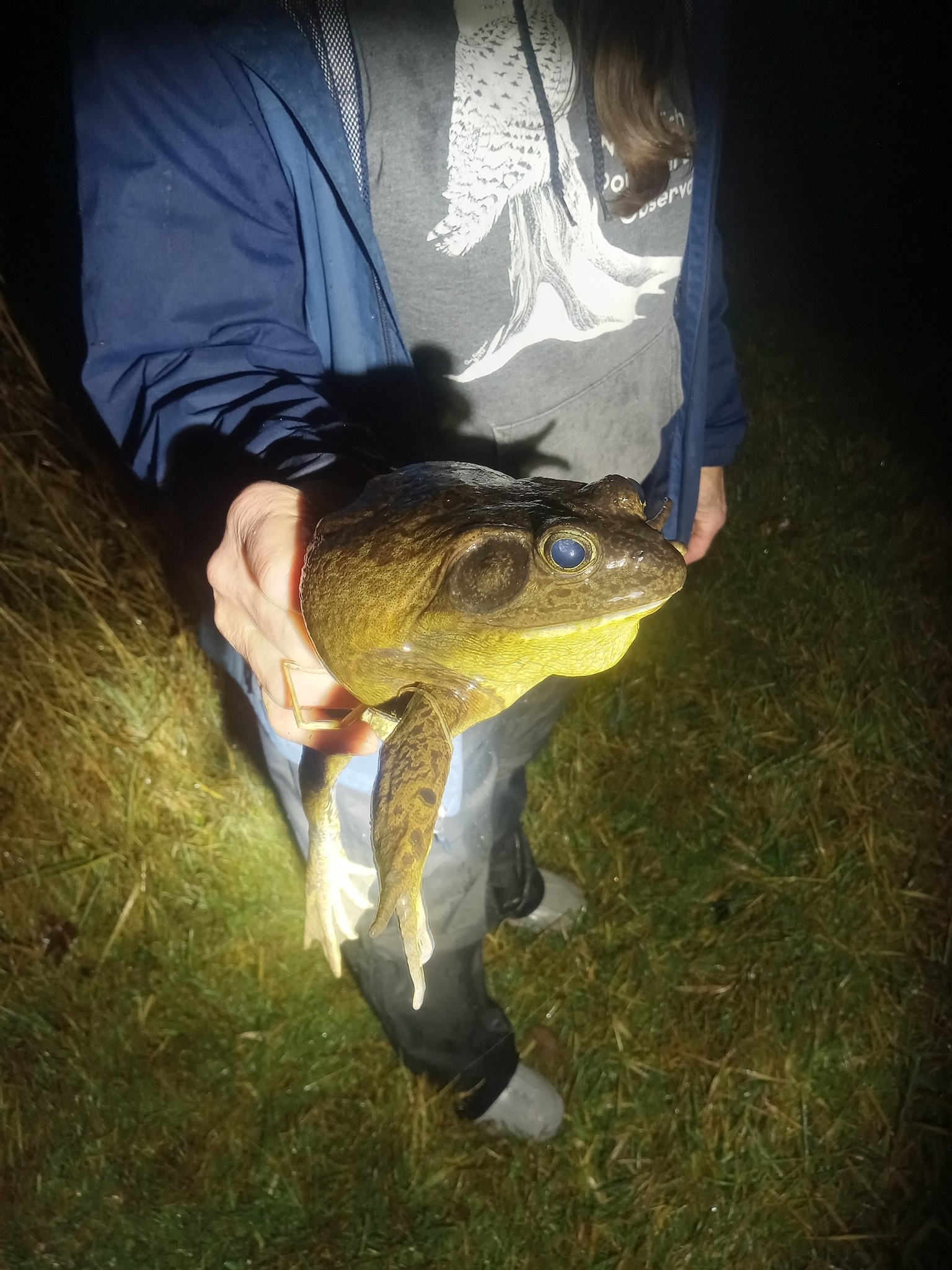 Lithobates catesbeianus