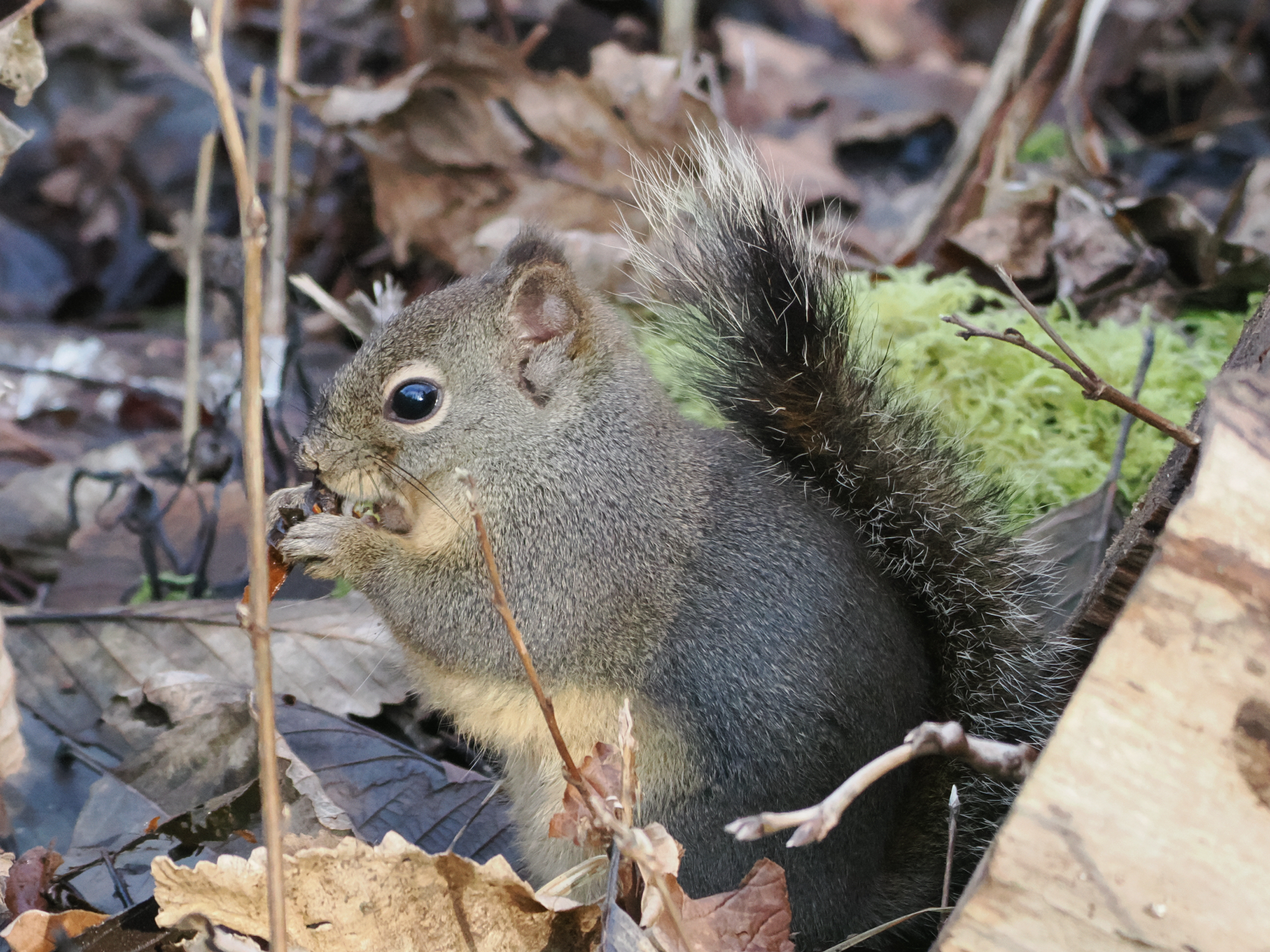 Tamiasciurus douglasii