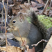 Douglas's Squirrel