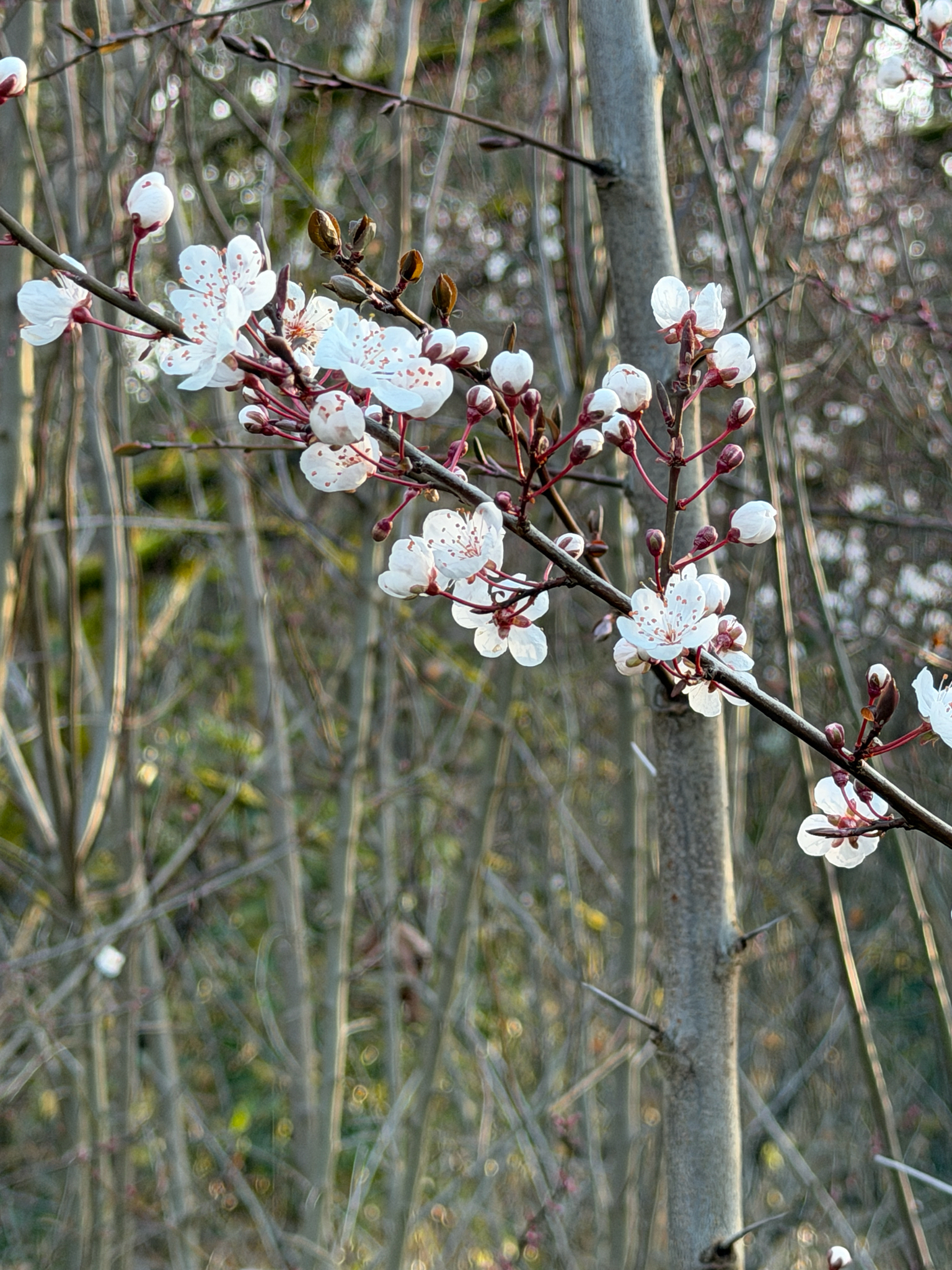 Prunus cerasifera