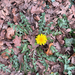 red-seeded dandelion