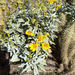 Brittlebush