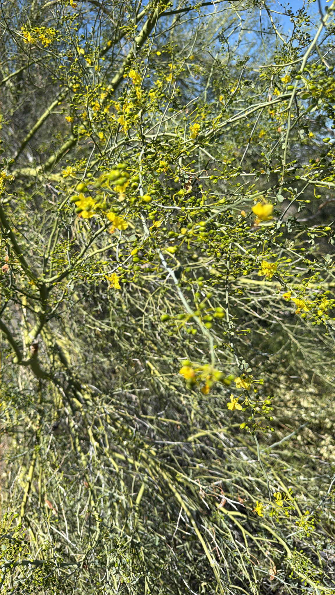 Parkinsonia florida
