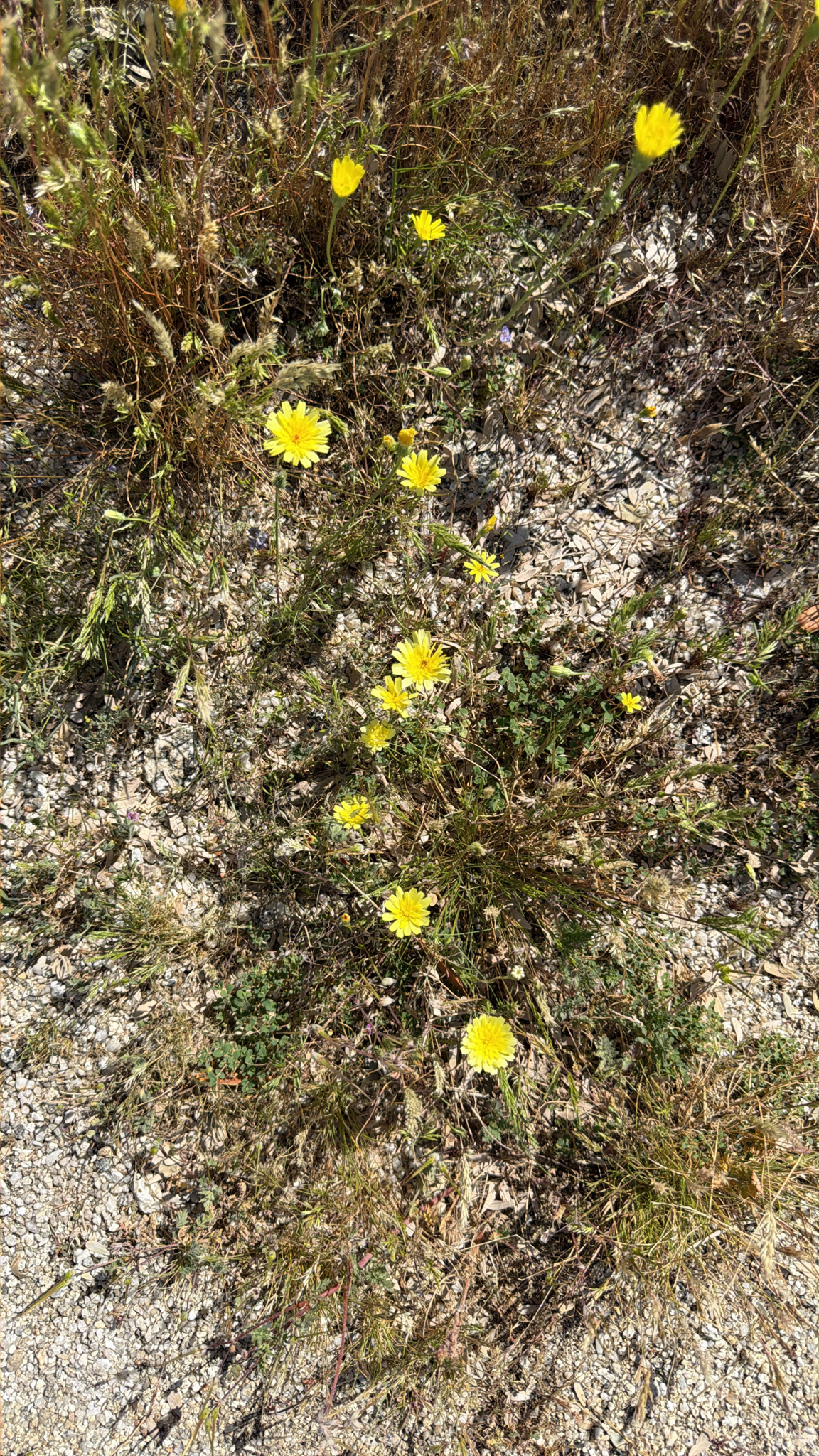 Malacothrix glabrata