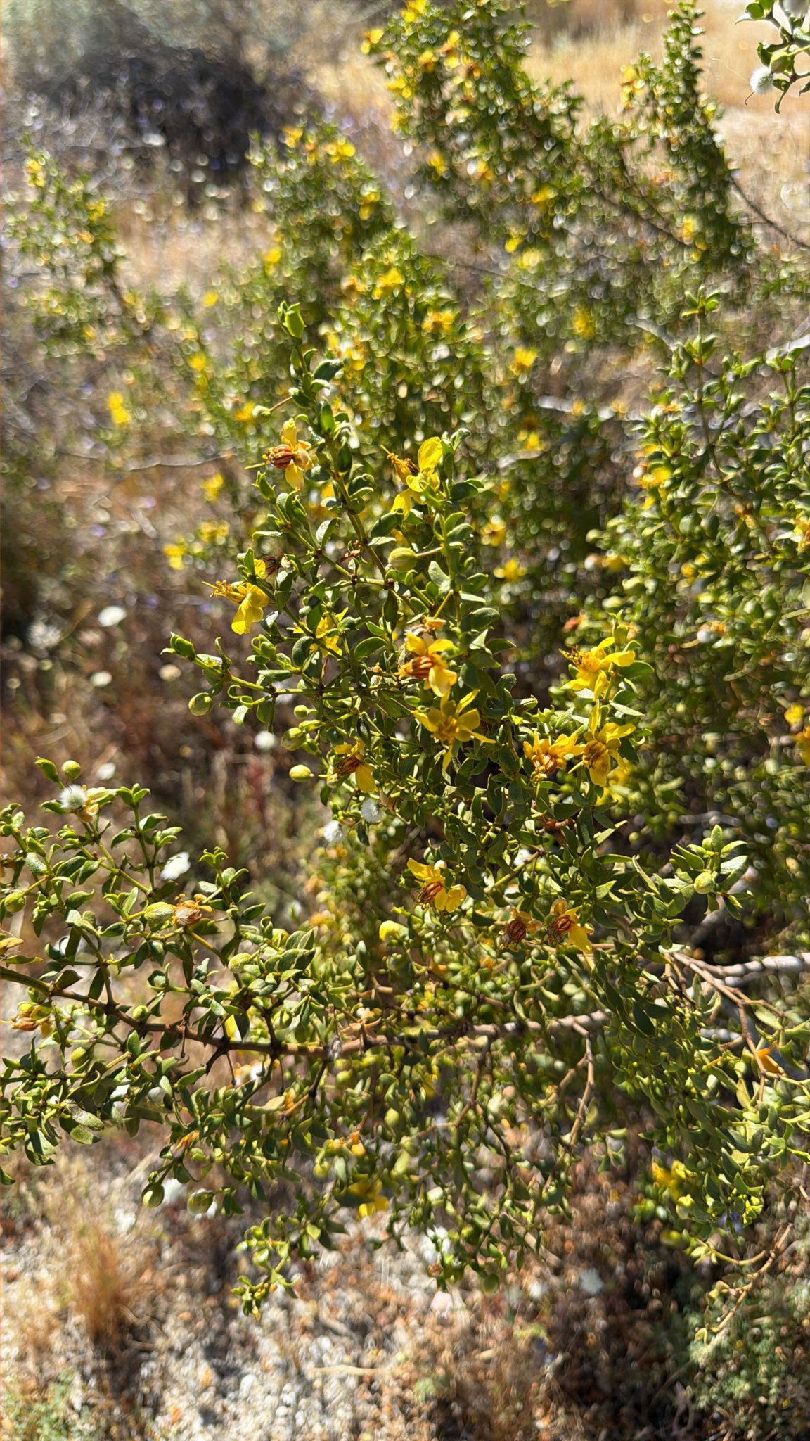 Larrea tridentata