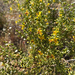Creosote Bush