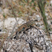 Common Side-blotched Lizard