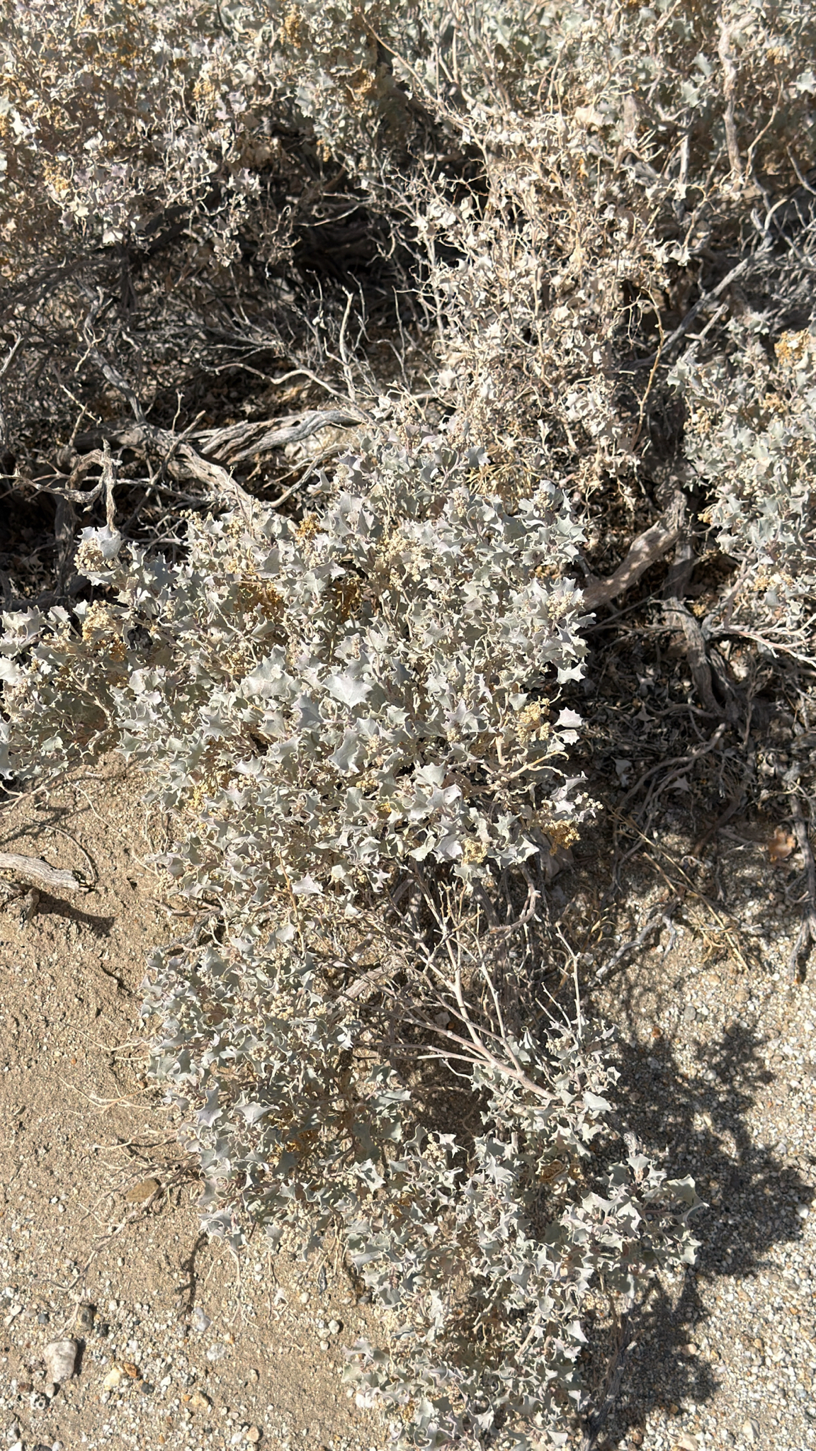 Atriplex hymenelytra