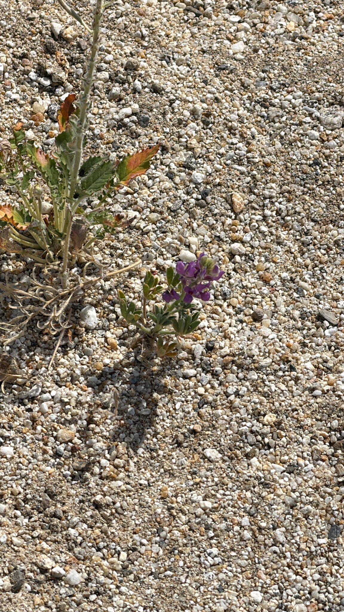 Lupinus arizonicus